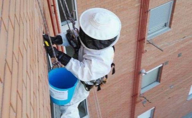 Un bombero retira un ejambre de una fachada en el Paseo de Zorrilla. 