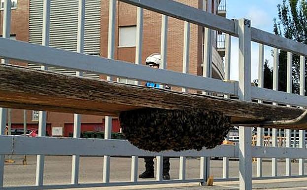 Imagen principal - Intervenciones de los Bomberos de Valladolid para recuperar enjambres.