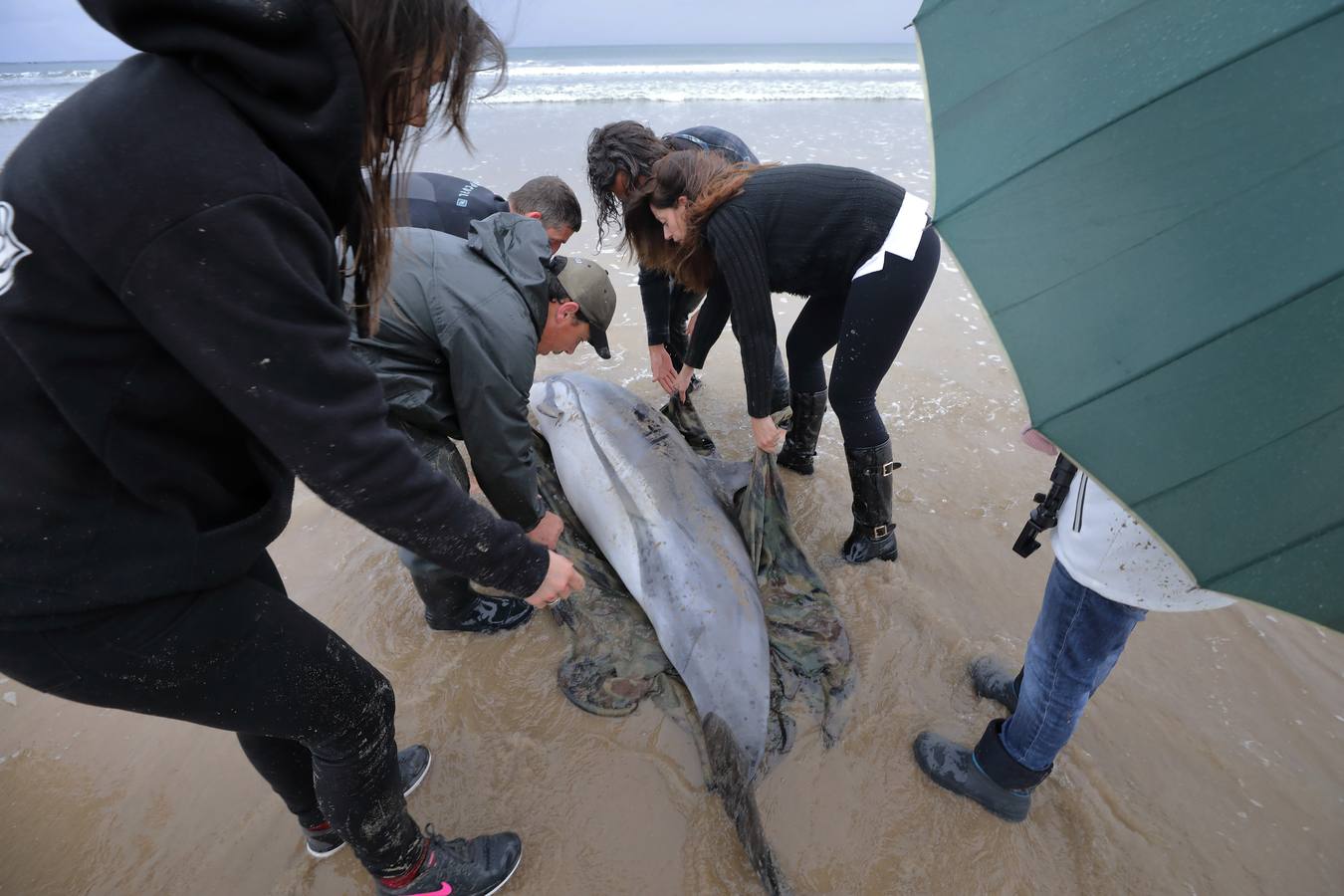 Pese a los esfuerzos de surfistas, voluntarios y agentes del Medio Natural sólo se ha podido devolver al agua con vida a tres de ellos