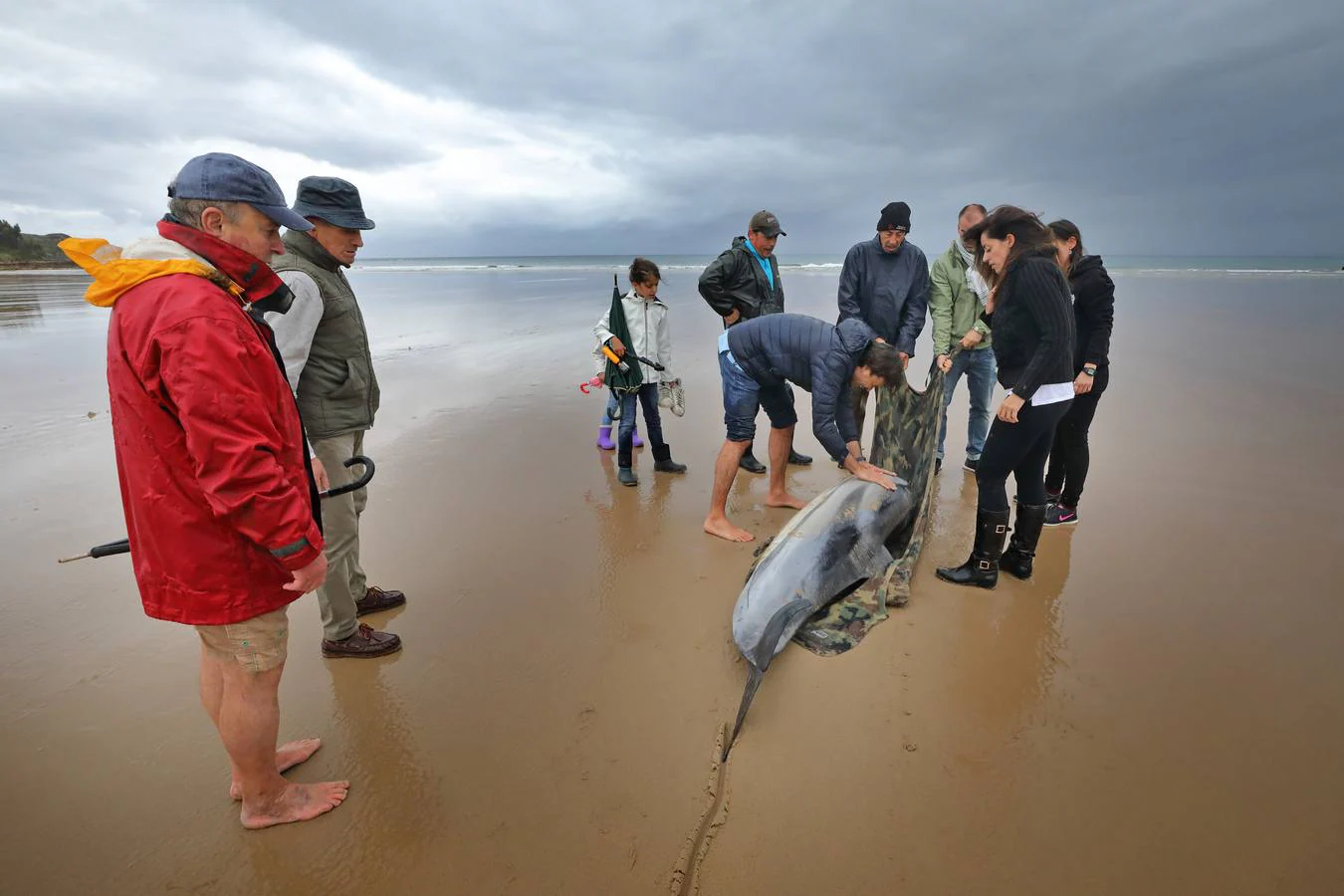 Pese a los esfuerzos de surfistas, voluntarios y agentes del Medio Natural sólo se ha podido devolver al agua con vida a tres de ellos