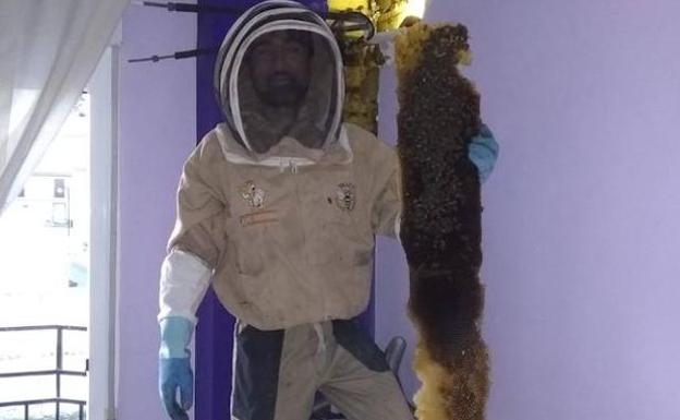 Rescatan una enorme colmena de más de 80.000 abejas oculta en un dormitorio de Granada