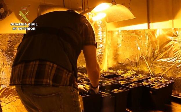 Desmantelan una plantación de marihuana en un garaje en la localidad vallisoletana de Laguna