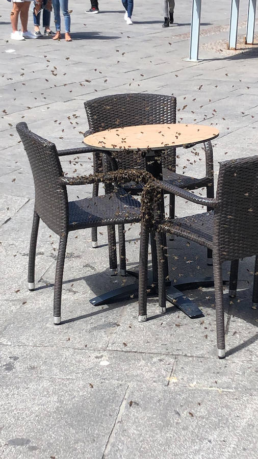 Fotos: Los bomberos retiran un ejambre de abejas posado bajo una mesa de terraza de la avenida del Acueducto.
