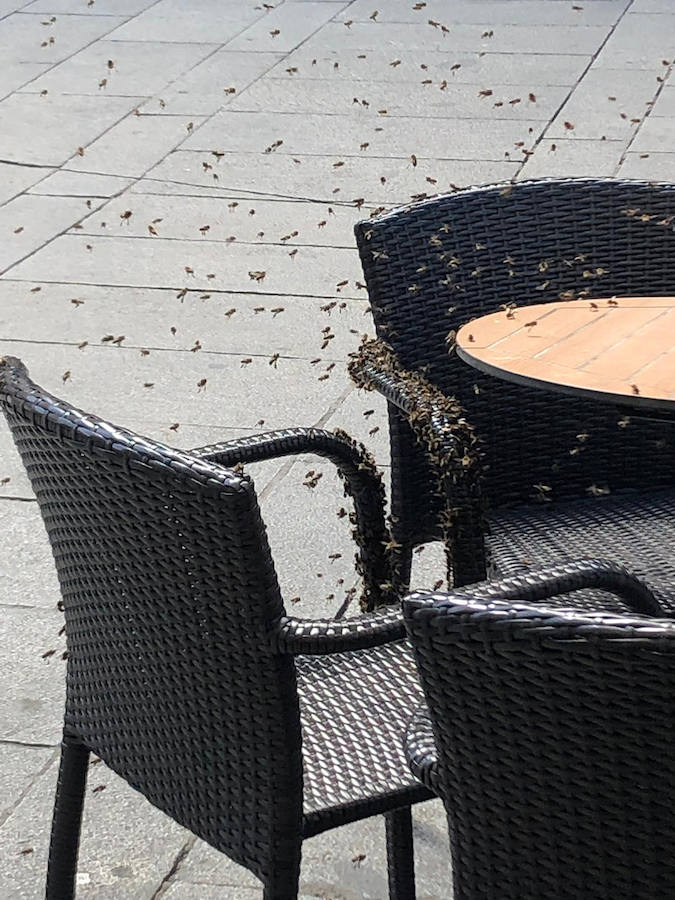 Fotos: Los bomberos retiran un ejambre de abejas posado bajo una mesa de terraza de la avenida del Acueducto.