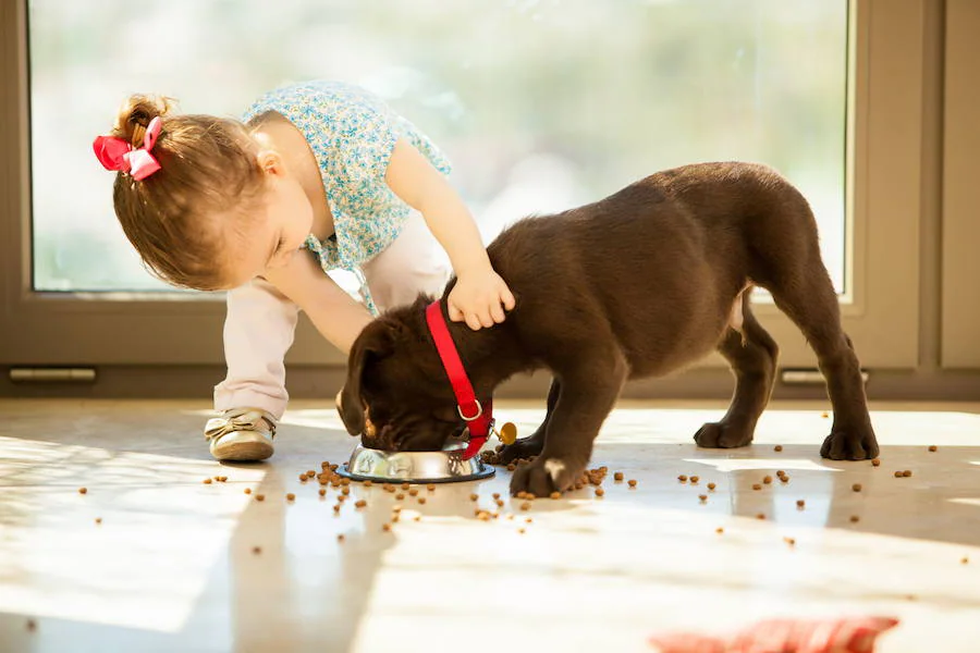 Una niña toca a un cachorro mientras come.