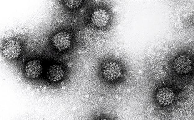 Los virus del papiloma humano