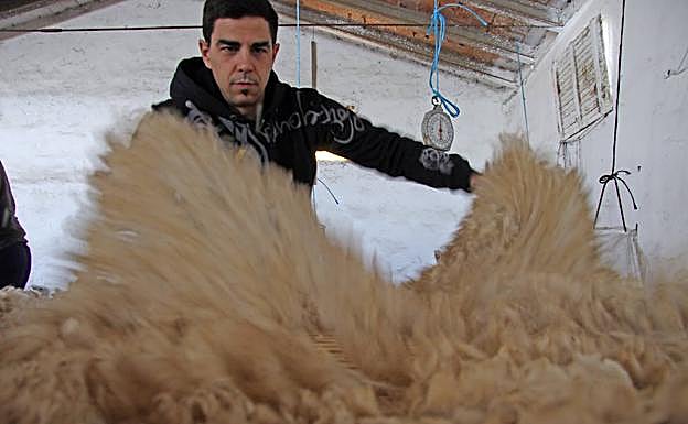 Javier Benito, con el producto de la esquila entre manos.