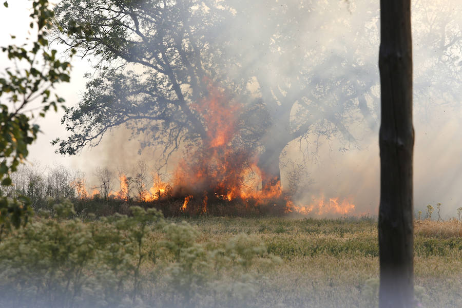 Fotos: Nuevo incendio por pelusas en la darsena del canal