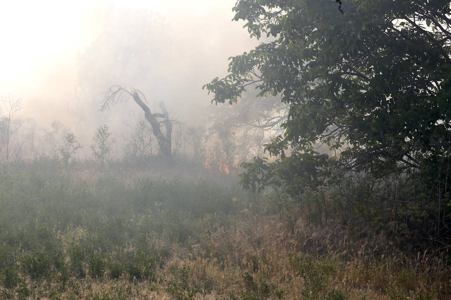 Fotos: Nuevo incendio por pelusas en la darsena del canal
