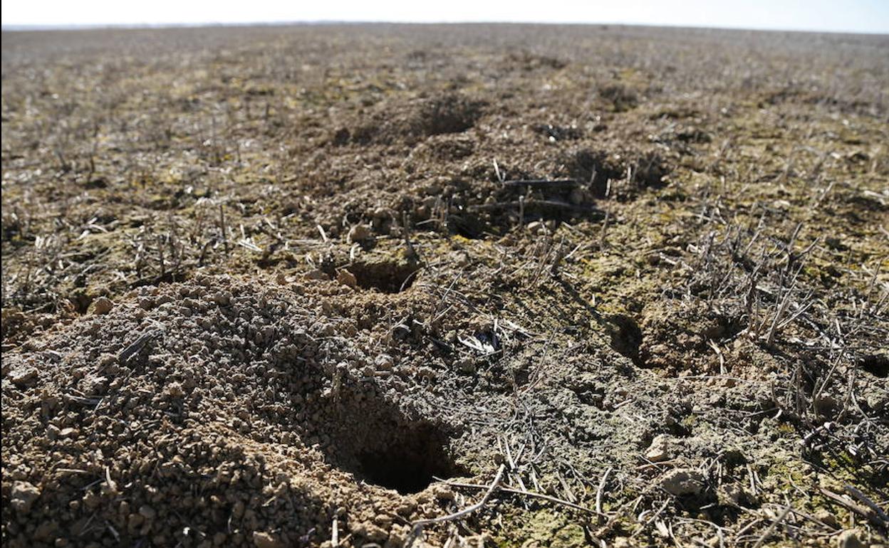 Uras de topillos en Fuentes de Nava, en el año 2017. 