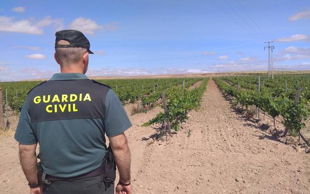 Un agente de la Guardia Civil ante el viñedo en espaldera. El Norte