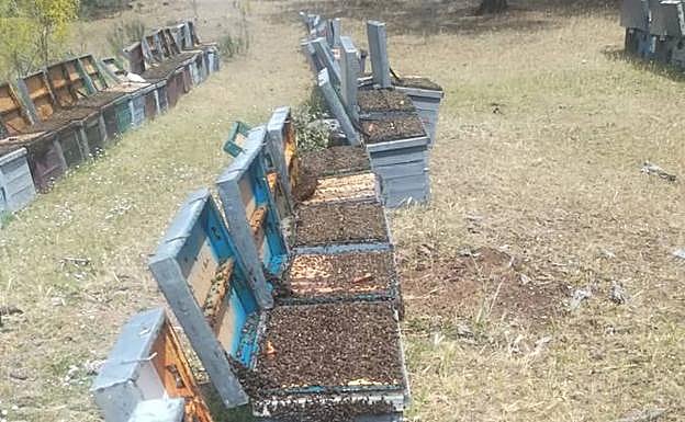 Las colmenas del apicultor salmantino con las abejas asfixiadas. 
