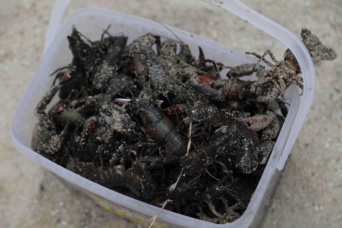 Los efectos del calor de los días pasados podrían estar detrás de la alta mortandad