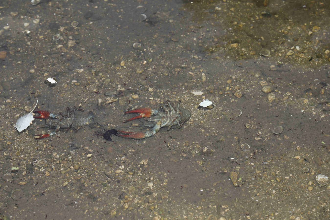 Los efectos del calor de los días pasados podrían estar detrás de la alta mortandad