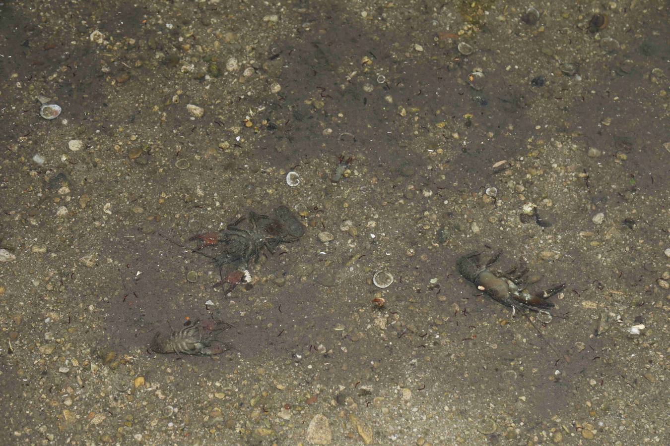 Los efectos del calor de los días pasados podrían estar detrás de la alta mortandad