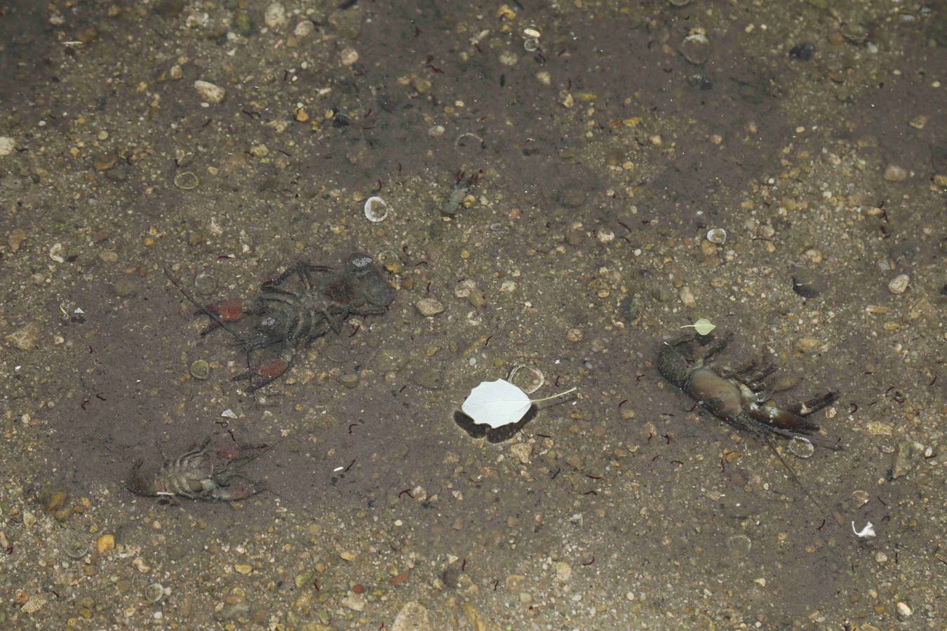 Los efectos del calor de los días pasados podrían estar detrás de la alta mortandad