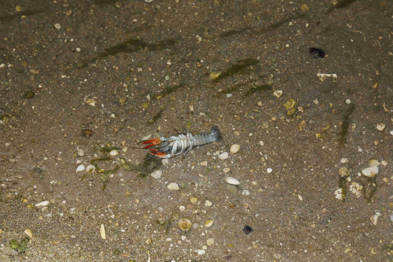 Los efectos del calor de los días pasados podrían estar detrás de la alta mortandad