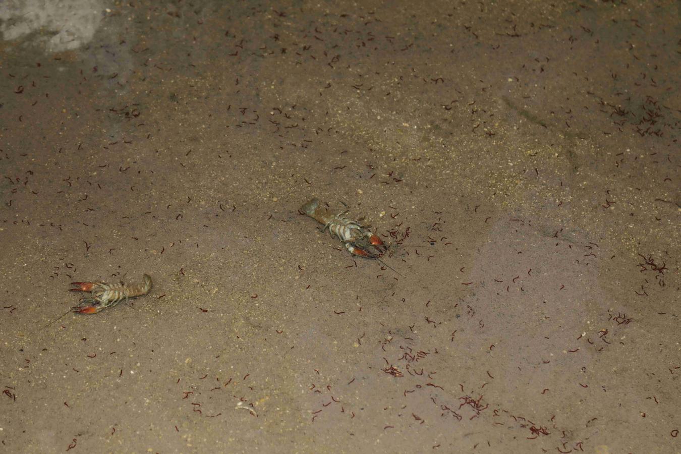 Los efectos del calor de los días pasados podrían estar detrás de la alta mortandad