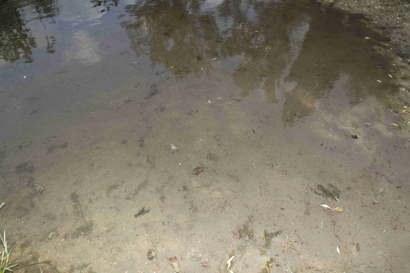 Los efectos del calor de los días pasados podrían estar detrás de la alta mortandad