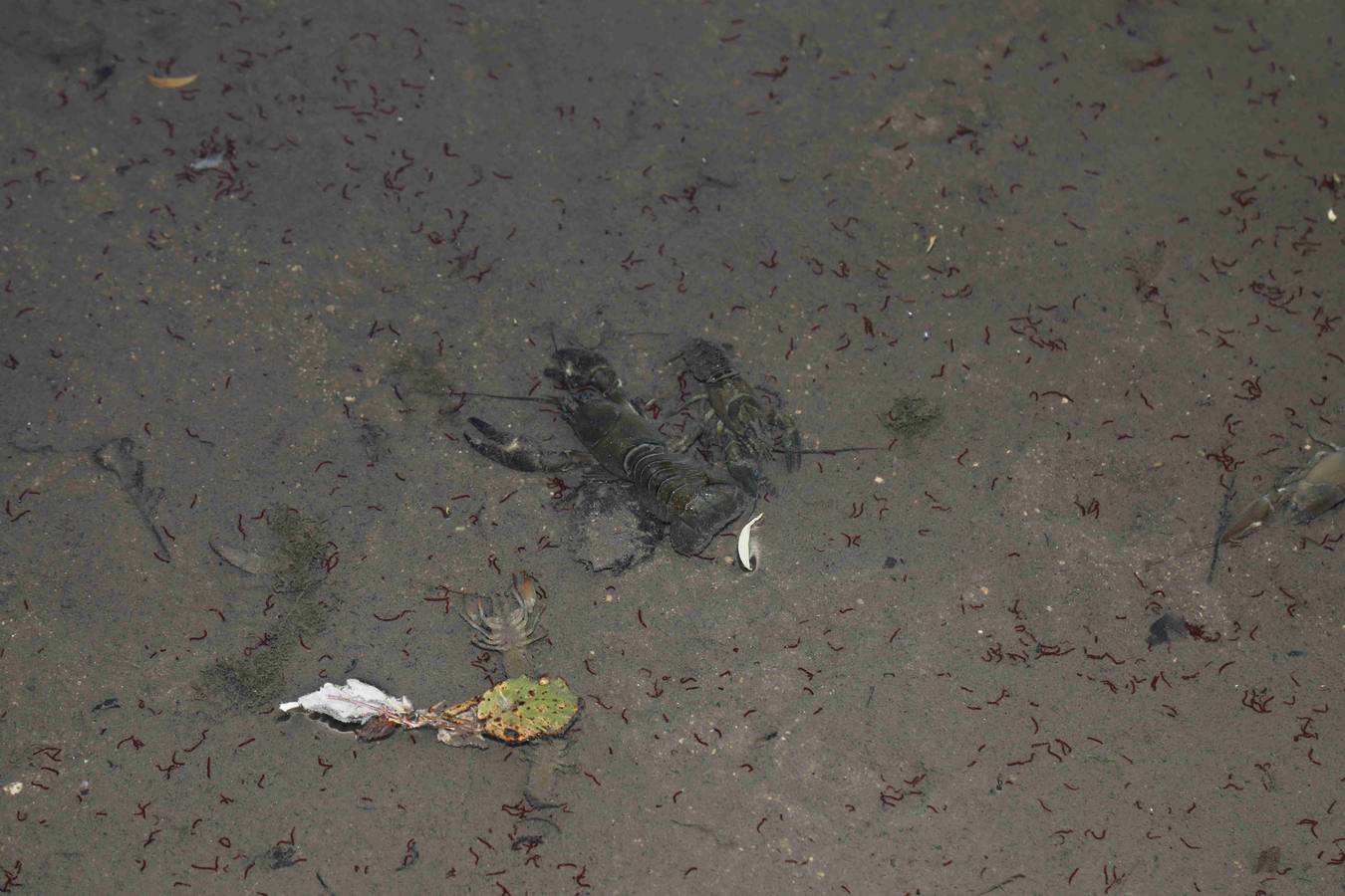 Los efectos del calor de los días pasados podrían estar detrás de la alta mortandad