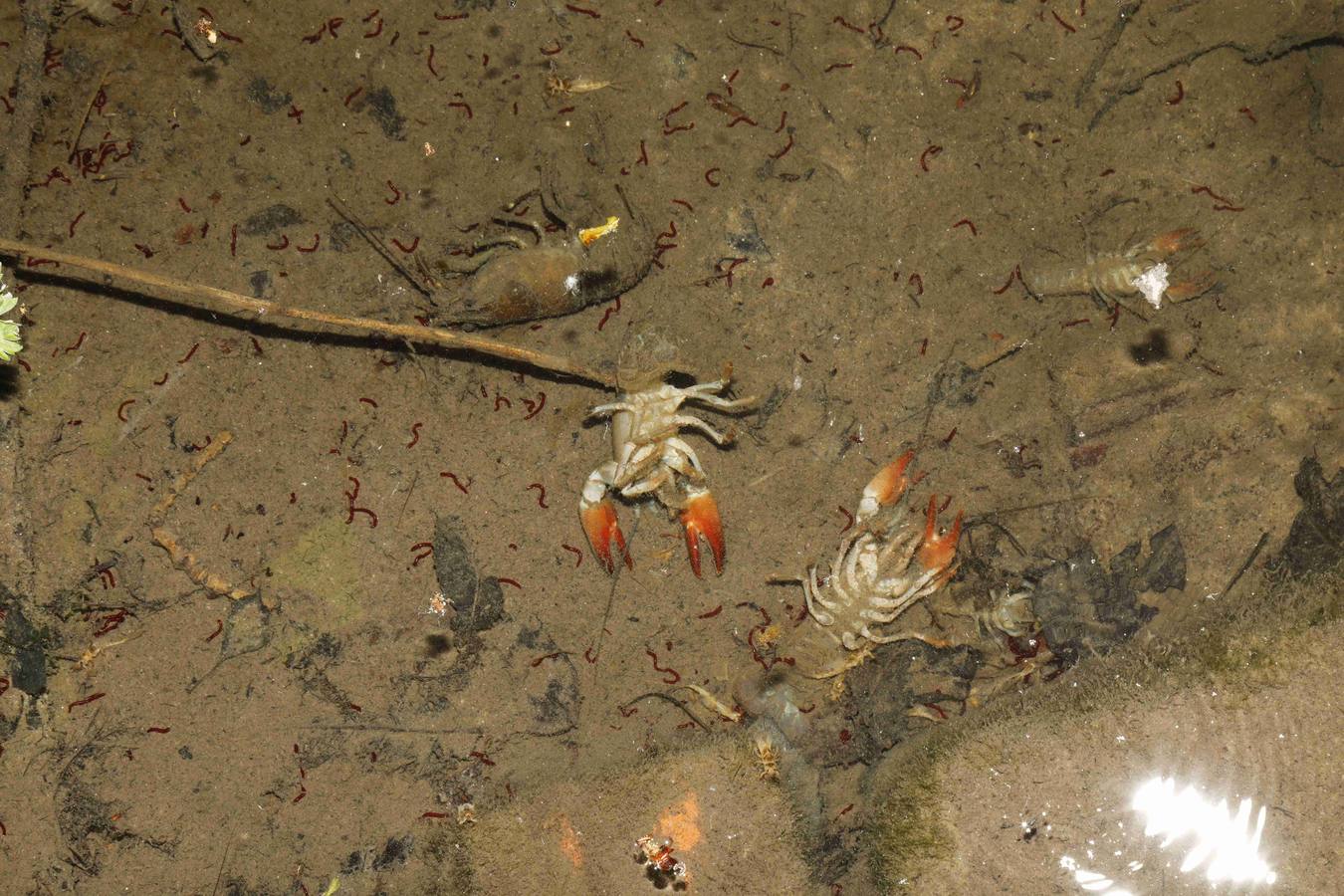 Los efectos del calor de los días pasados podrían estar detrás de la alta mortandad
