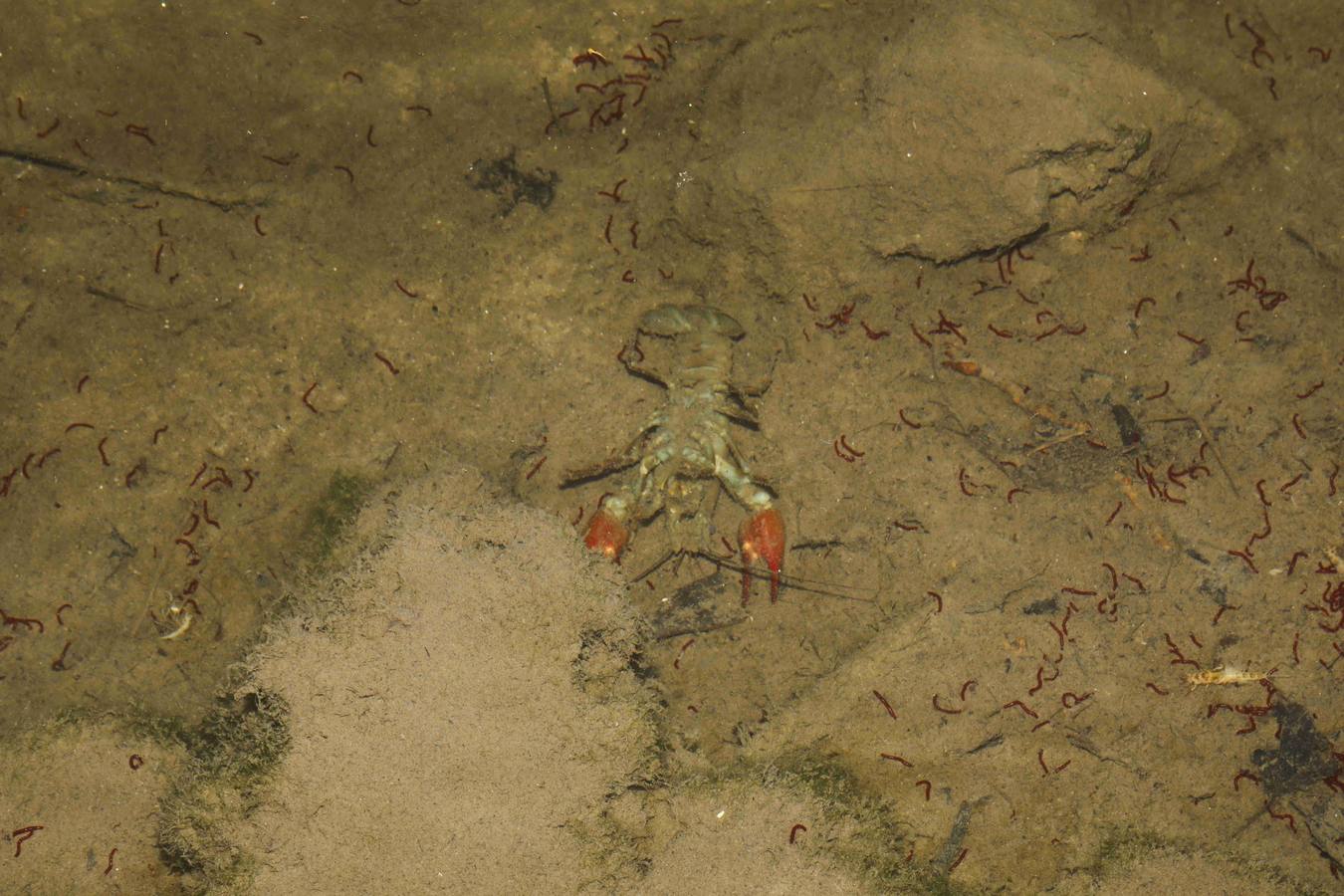 Los efectos del calor de los días pasados podrían estar detrás de la alta mortandad