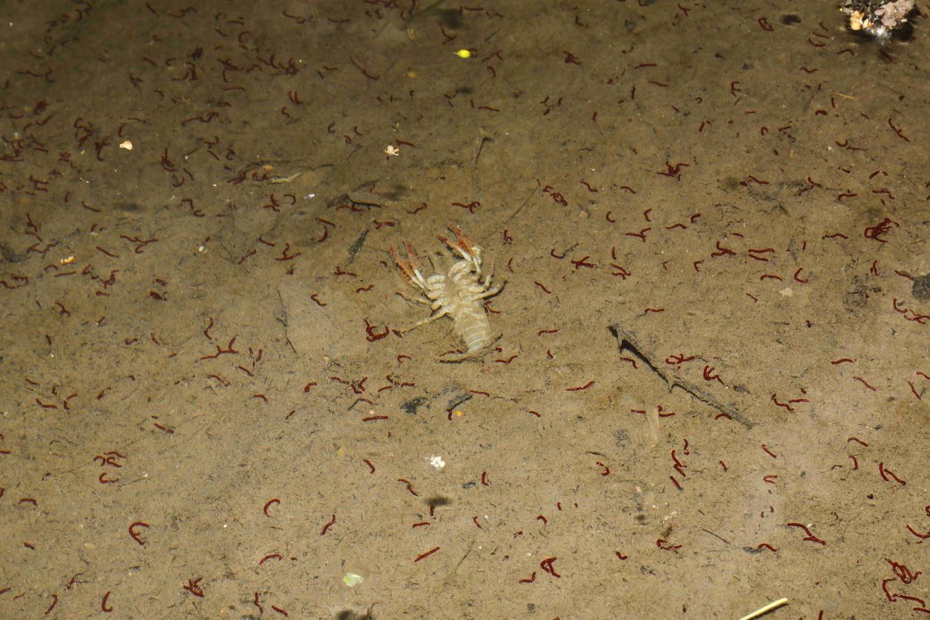 Los efectos del calor de los días pasados podrían estar detrás de la alta mortandad