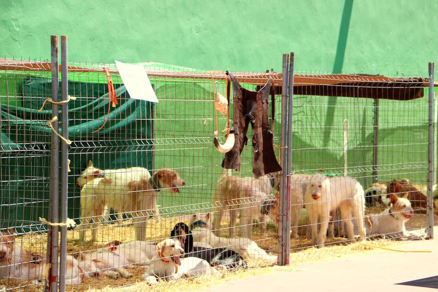 Fotos: Feria de Caza y Pesaca en Villaviudas