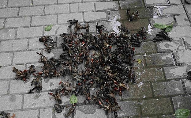 Cangrejos recogidos en el parque de La Judería, Peñafiel