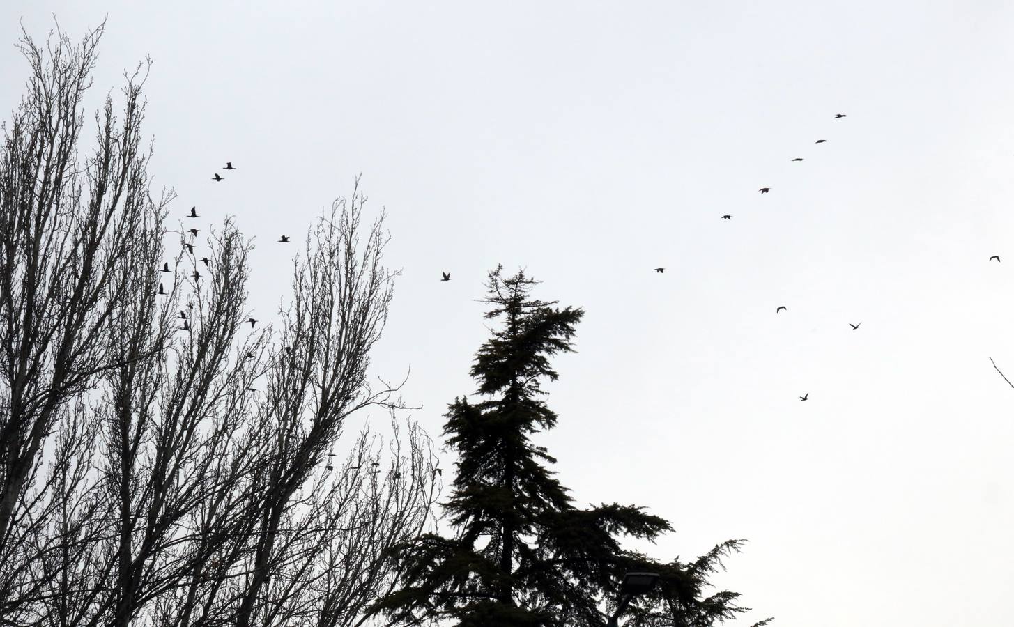 Cormoranes volando.