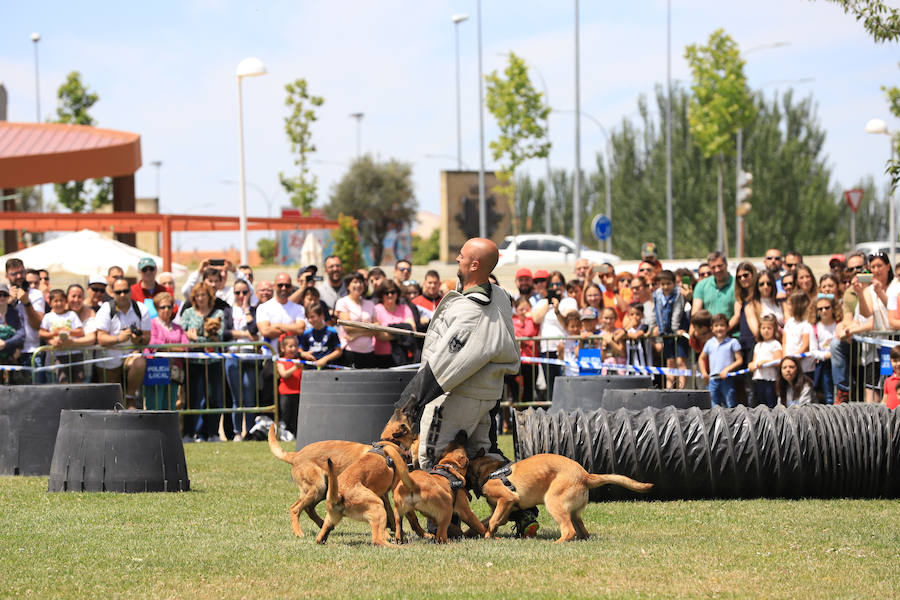 Fotos: Exhibición militar en Salamanca en el día de las Fuerzas Armadas (1/2)