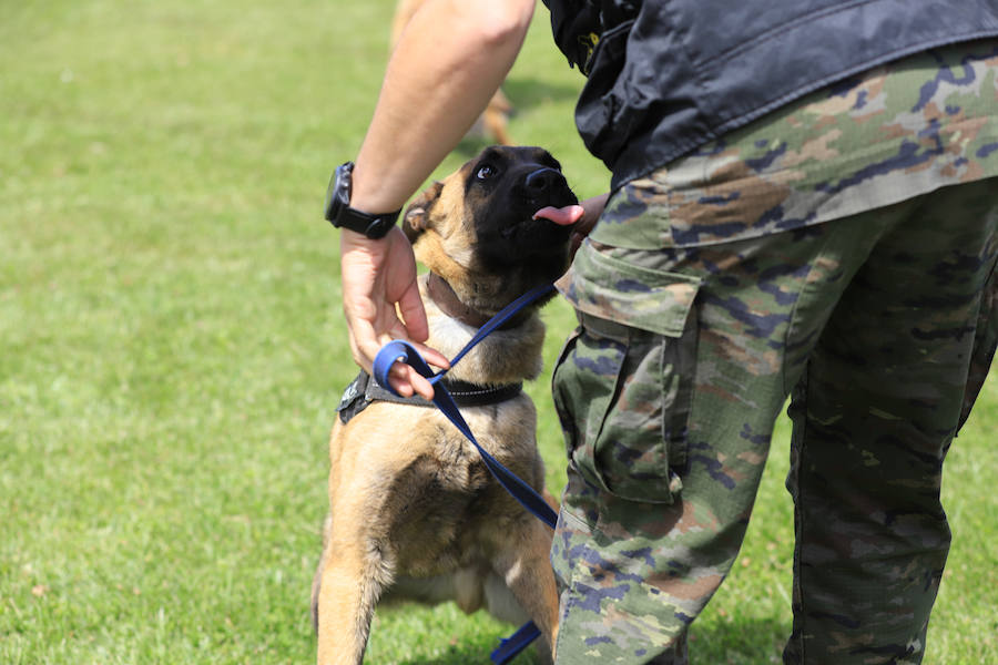 Fotos: Exhibición militar en Salamanca en el día de las Fuerzas Armadas (1/2)
