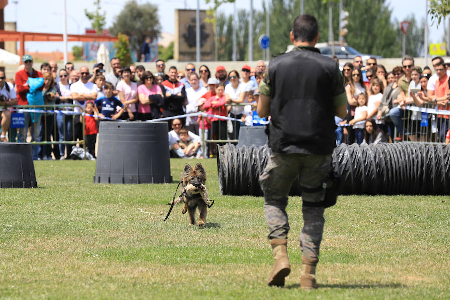 Fotos: Exhibición militar en Salamanca en el día de las Fuerzas Armadas (1/2)
