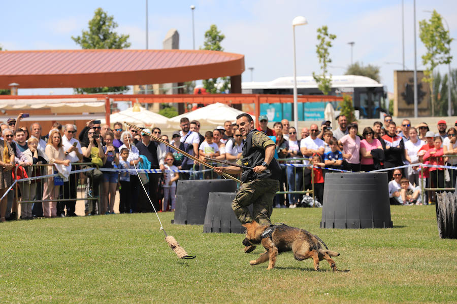 Fotos: Exhibición militar en Salamanca en el día de las Fuerzas Armadas (1/2)
