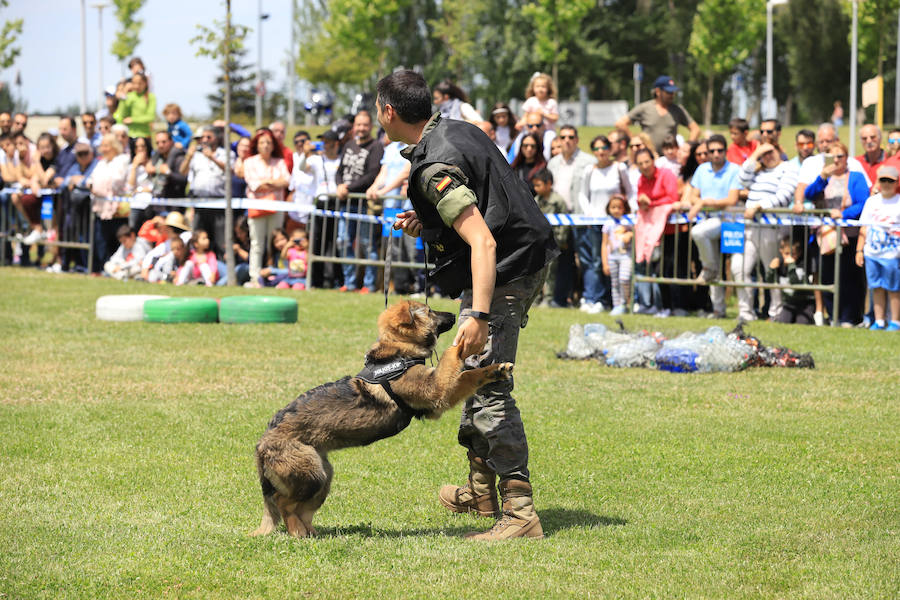 Fotos: Exhibición militar en Salamanca en el día de las Fuerzas Armadas (1/2)