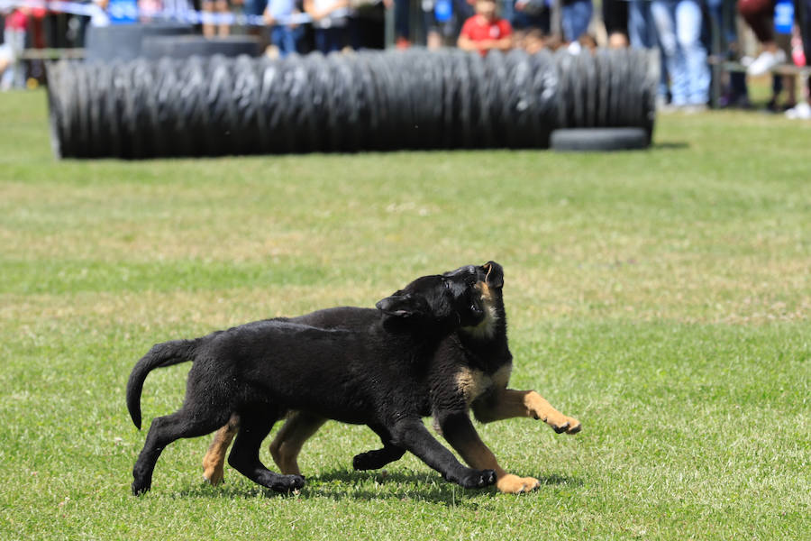 Fotos: Exhibición militar en Salamanca en el día de las Fuerzas Armadas (1/2)