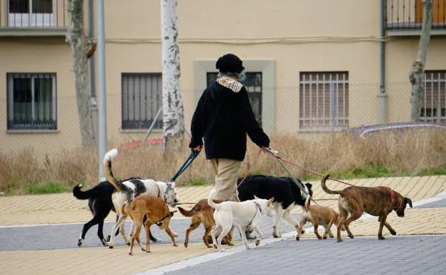 Un hombre pasea varios perros por Salamanca.