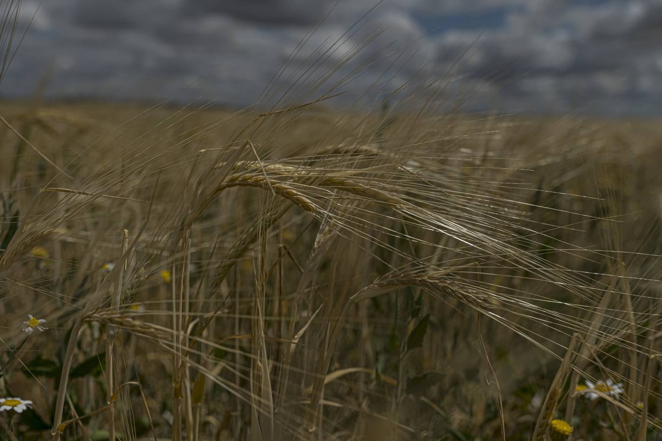 Fotos: Los colores del campo