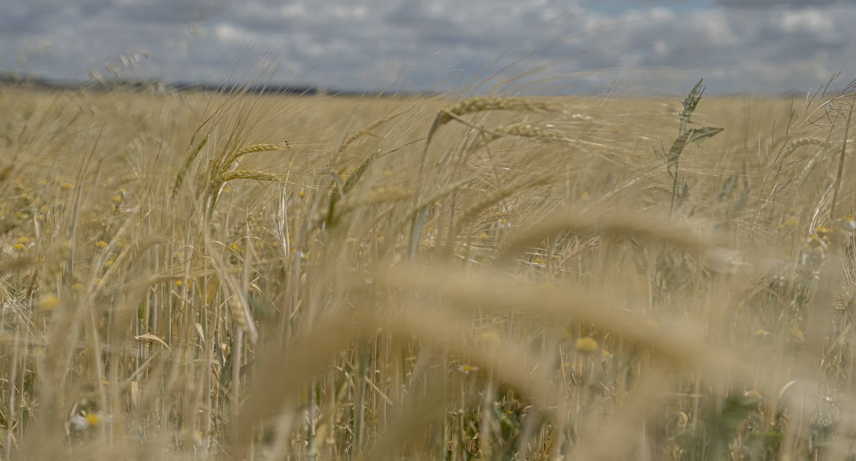 Fotos: Los colores del campo