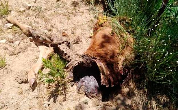 Restos de ataque de lobo en Ávila 