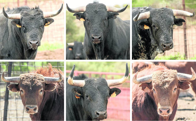 Los seis novillos de las ganaderías de Los Galos y Laurentino Carrascosa, de procedencia Domecq.