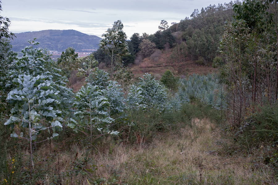 Eucalipto: A partir de 1960 se plantó de forma masiva en la cornisa cantábrica y Galicia. Aún hoy no hay consenso acerca de la bondad o no de sus efectos.