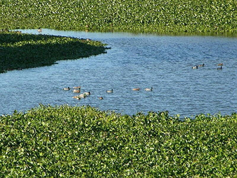 Jacinto de agua: Fue introducido para decorar acuarios y estanques, pero pronto colonizó los cursos fluviales. Su presencia es masiva en casi todo el curso del Guadiana por Extremadura. Amenaza con arruinar miles de hectáreas de regadío.