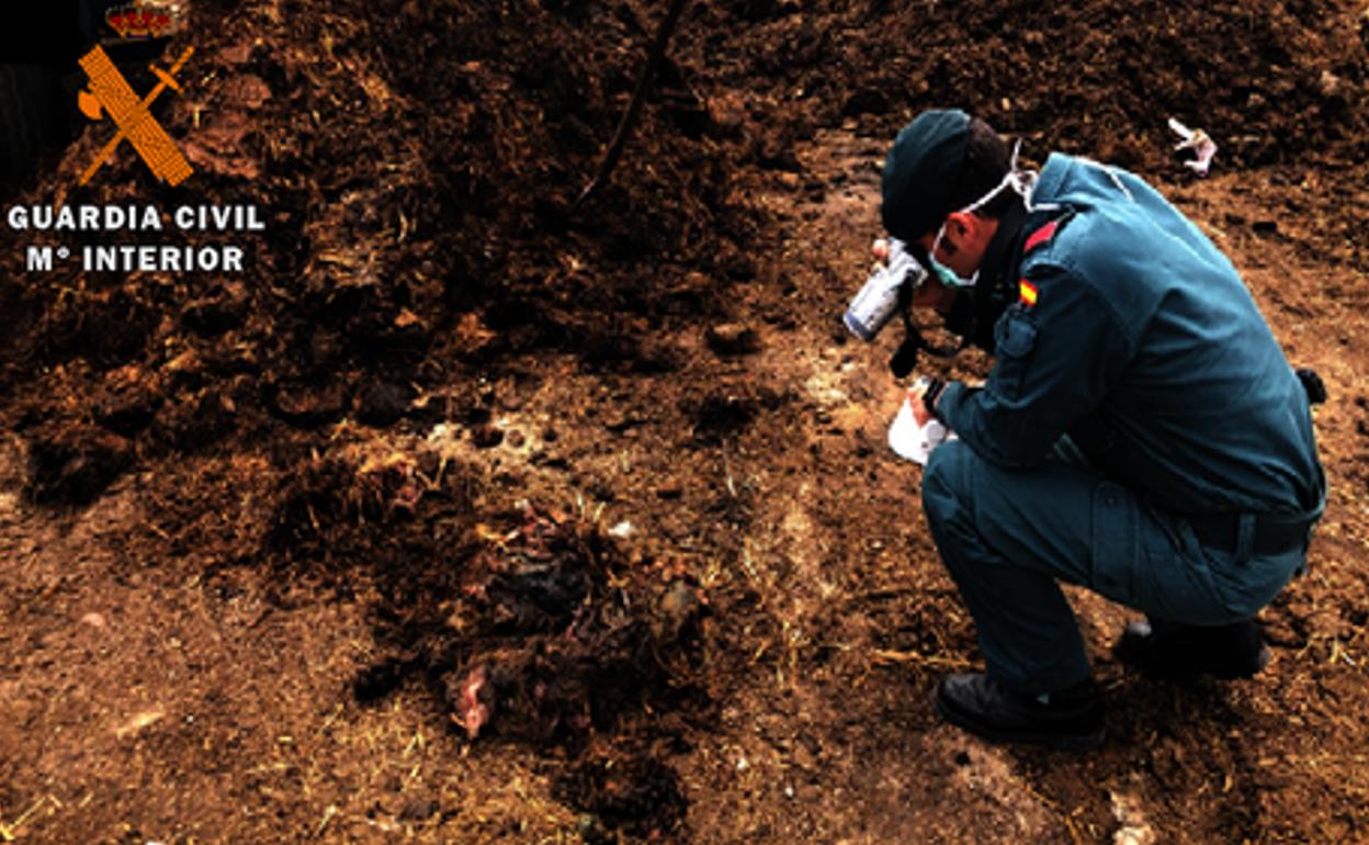 Un guardia civil del Seprona inspecciona el lugar. 