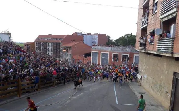 Patriarca, el Toro Enmaromado de Benavente de 2019, al inicio del recorrido. 