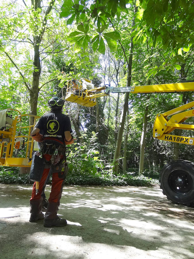 Fotos: Trabajos de acondicionamiento del arbolado del Campo Grande de Valladolid