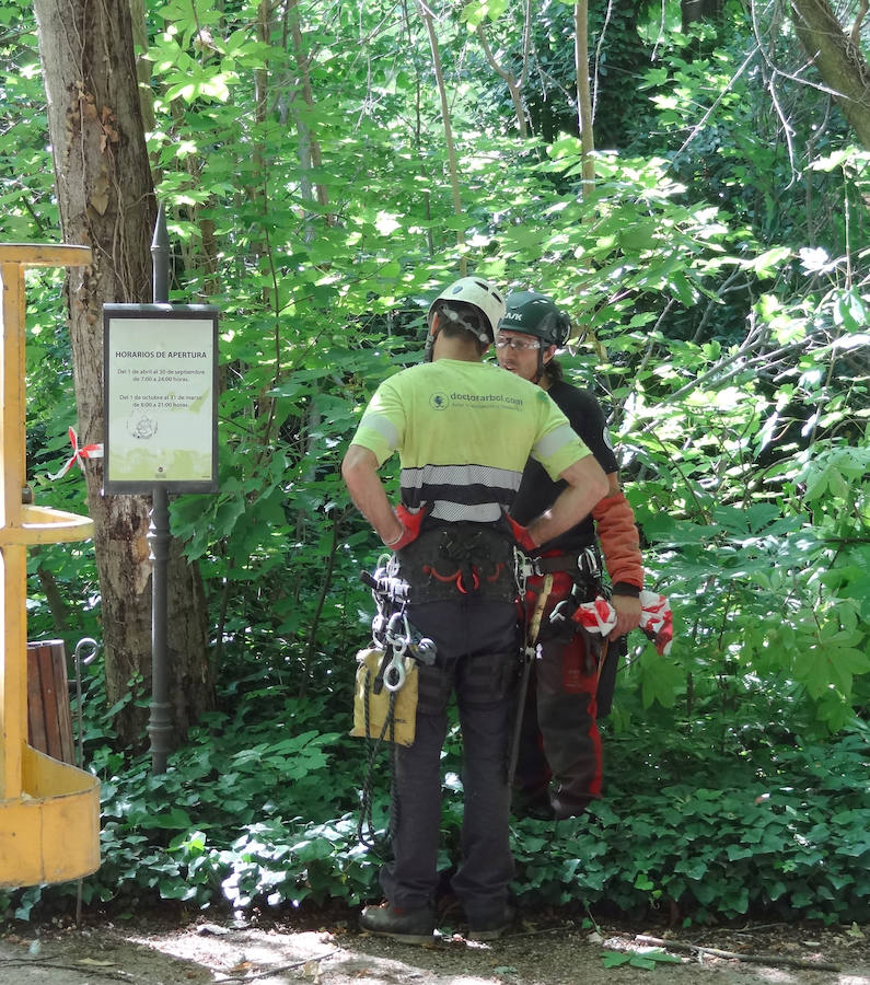 Fotos: Trabajos de acondicionamiento del arbolado del Campo Grande de Valladolid