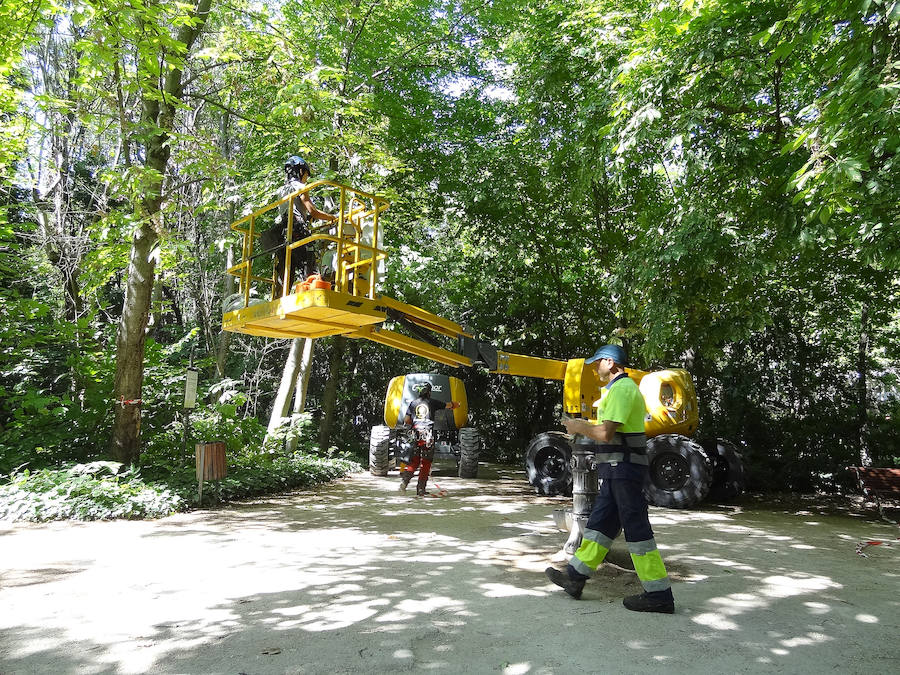 Los operarios municipales precintaron ayer la parte posterior de la pérgola para facilitar los trabajos de poda desde la grúa de este rincón del Campo Grande.