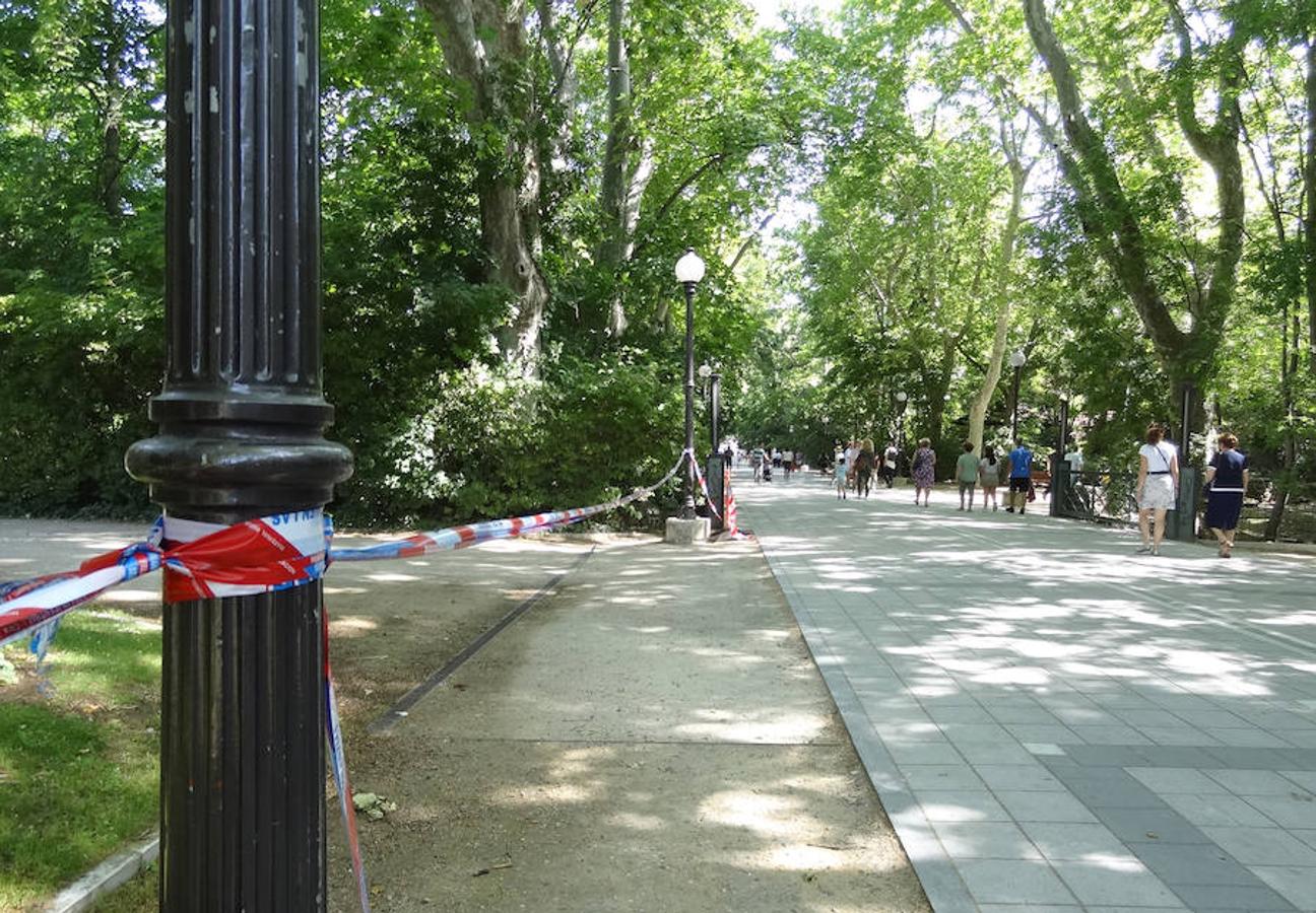 Fotos: Trabajos de acondicionamiento del arbolado del Campo Grande de Valladolid