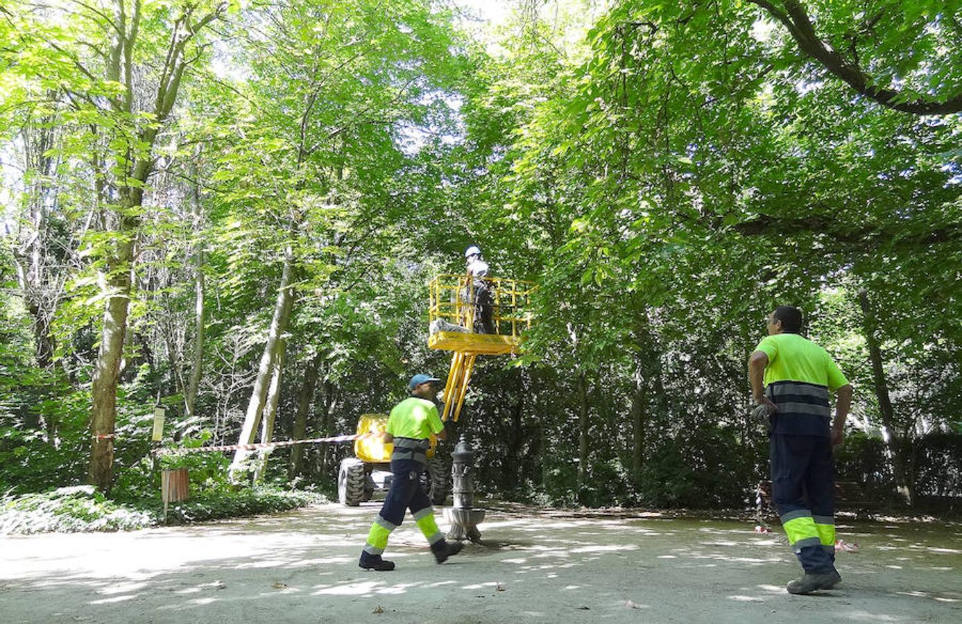 Fotos: Trabajos de acondicionamiento del arbolado del Campo Grande de Valladolid